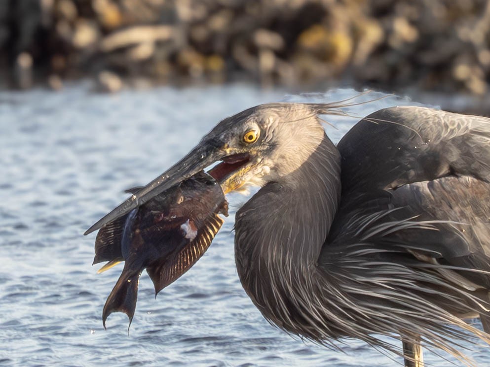 Great-billed Heron - ML620897669