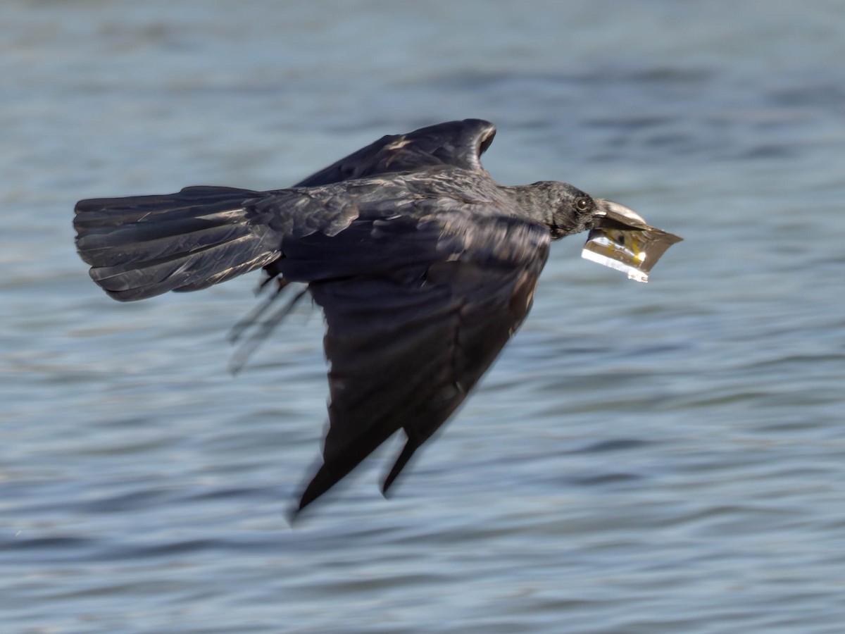 Flores Crow - ML620897681