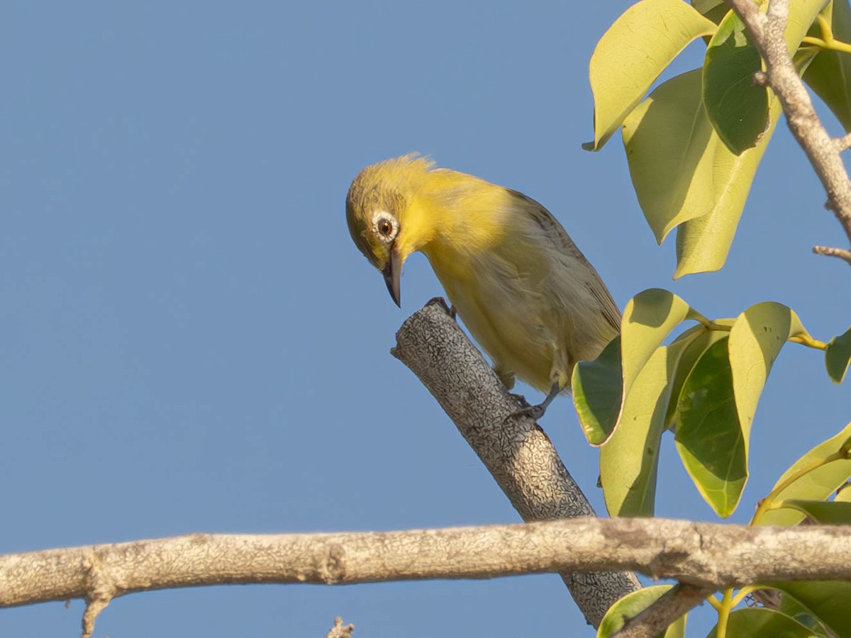 Lemon-bellied White-eye - Domenec Anguera Vidal