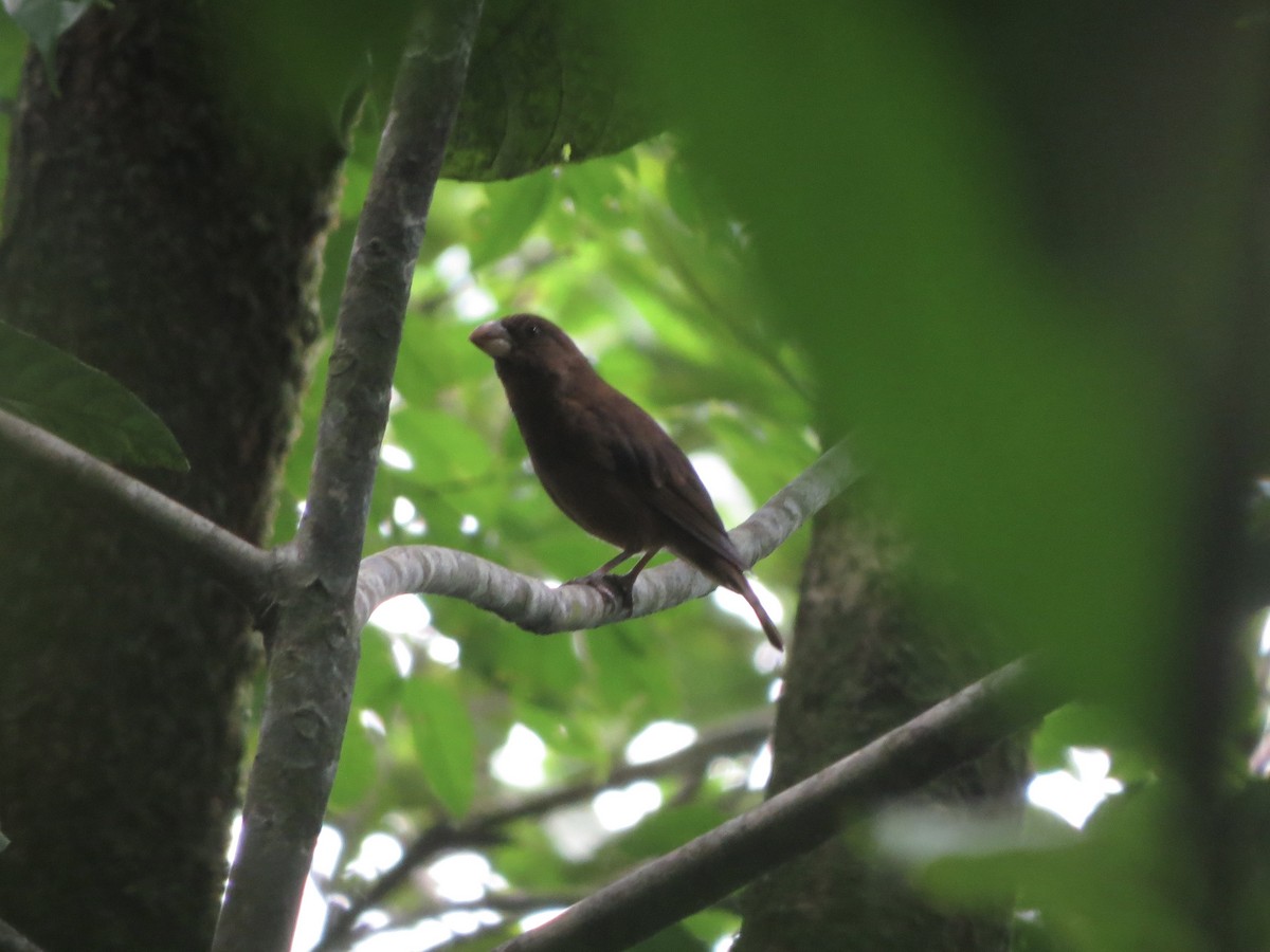 Sao Tome Grosbeak - ML620897691