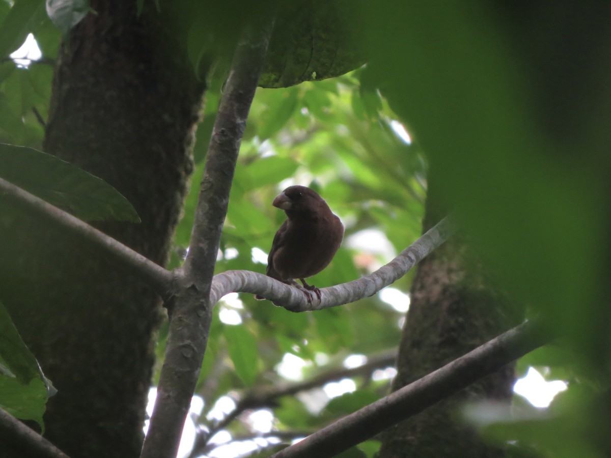 Sao Tome Grosbeak - ML620897692