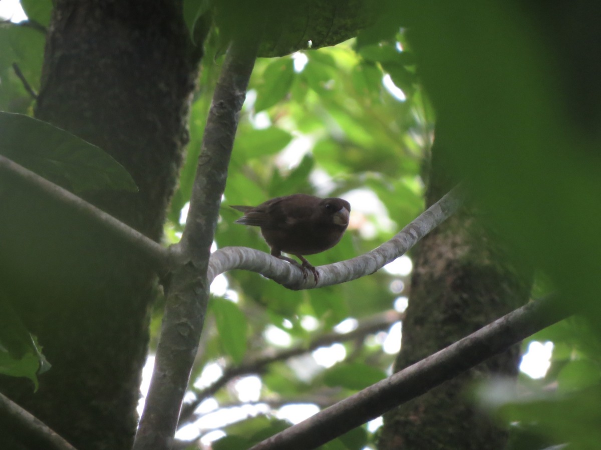 Sao Tome Grosbeak - ML620897693
