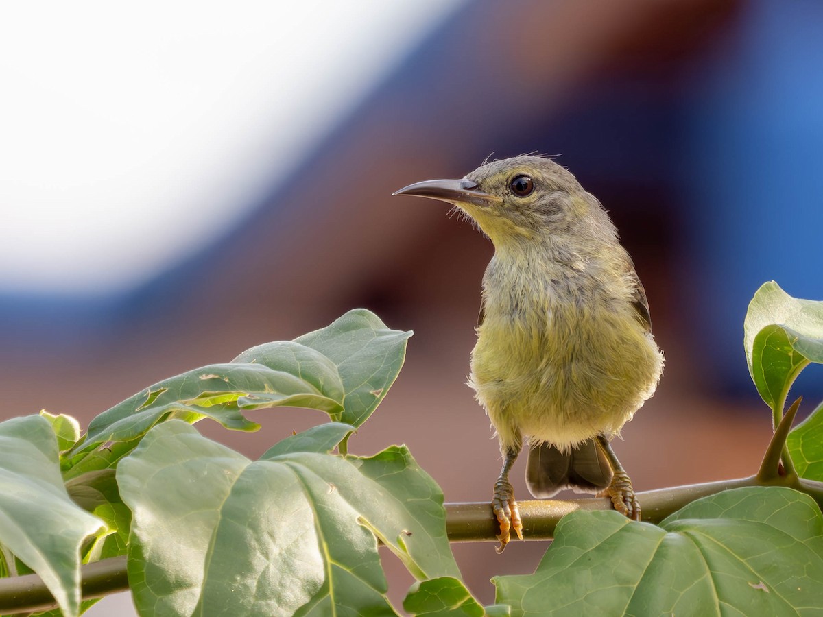 Brown-throated Sunbird - ML620897698