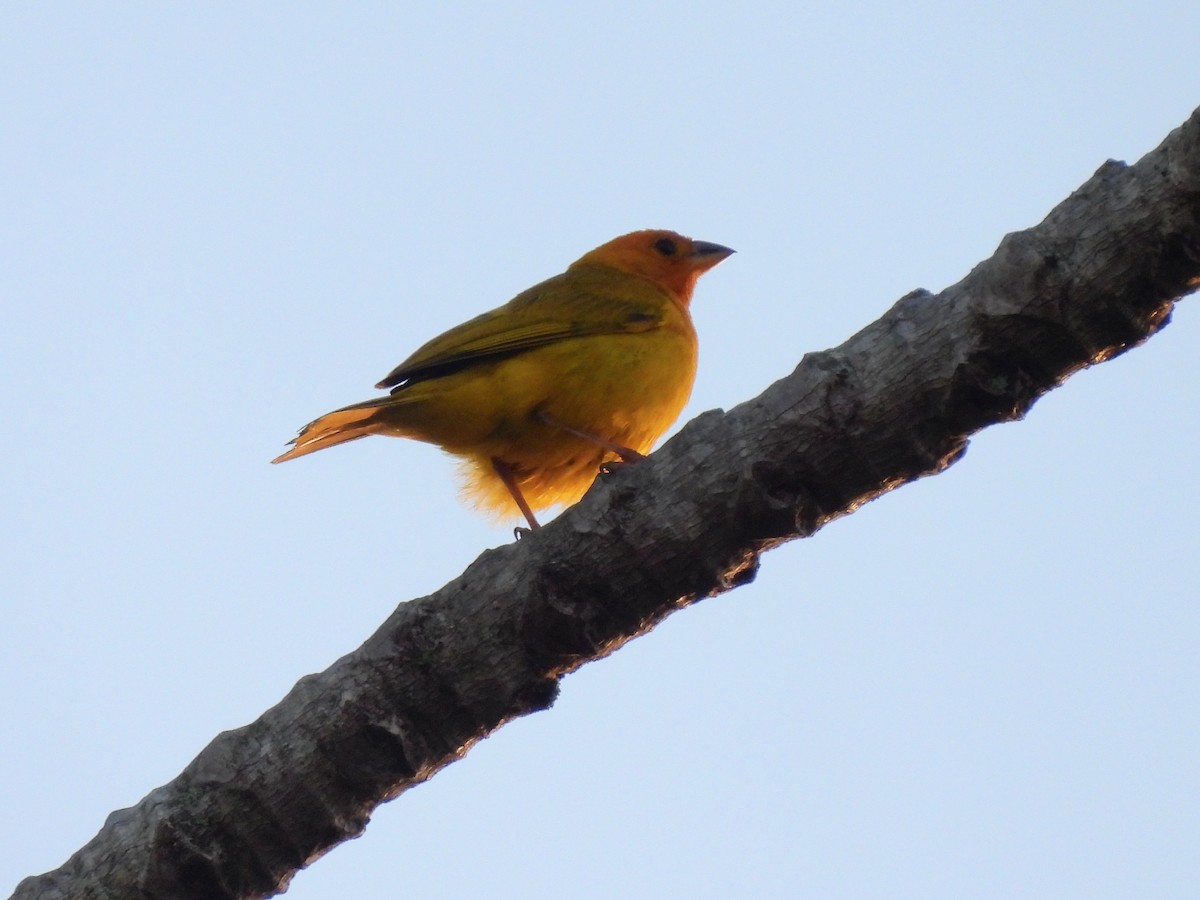 Saffron Finch - ML620897711