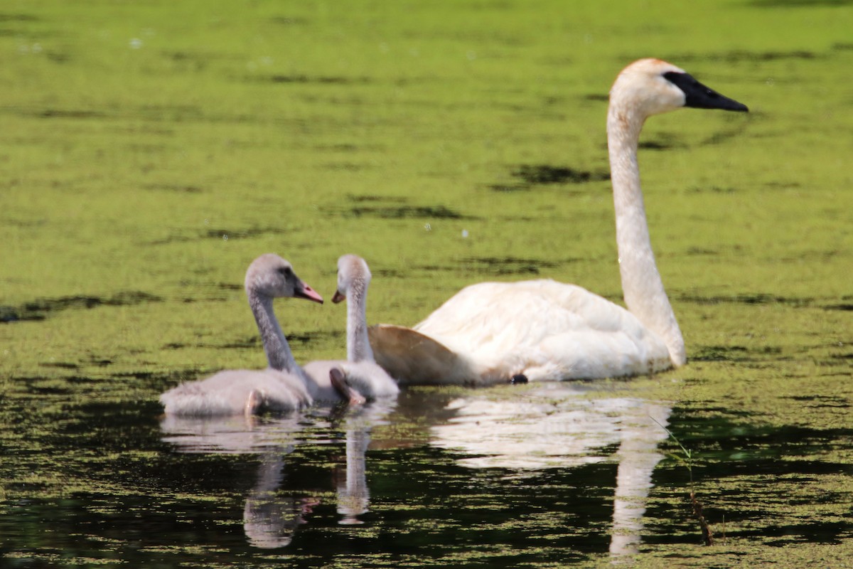 Trumpeter Swan - ML620897723