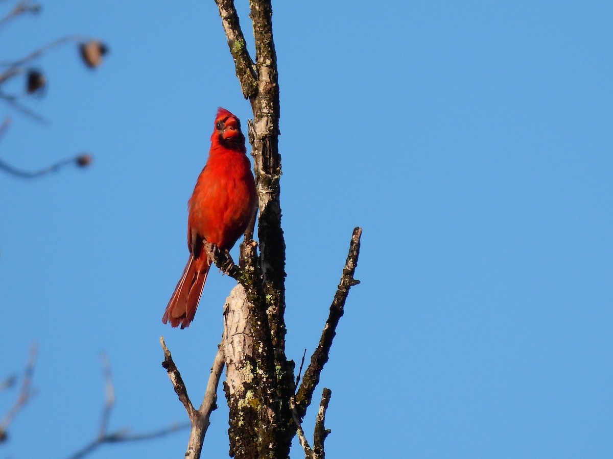 Cardinal rouge - ML620897725