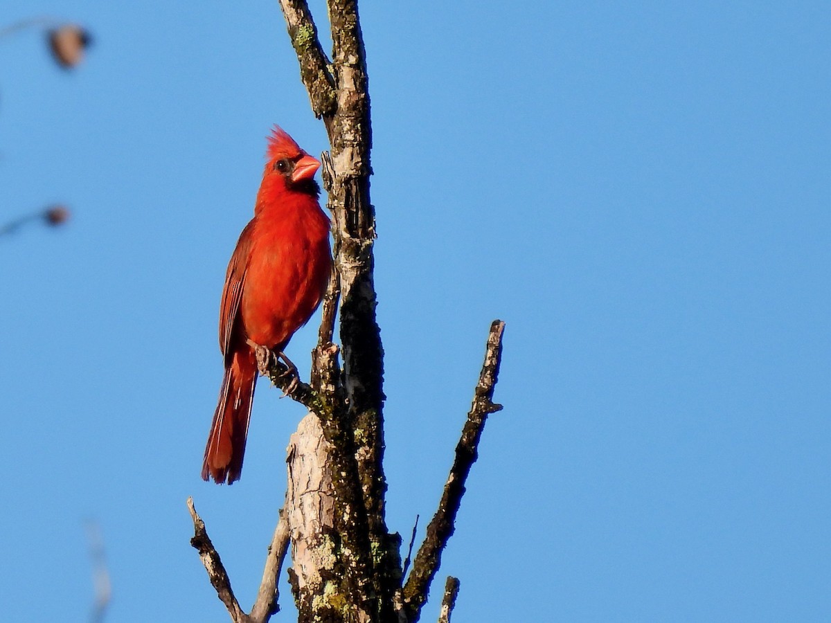 Cardinal rouge - ML620897728