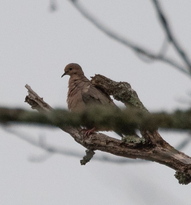 Mourning Dove - ML620897737