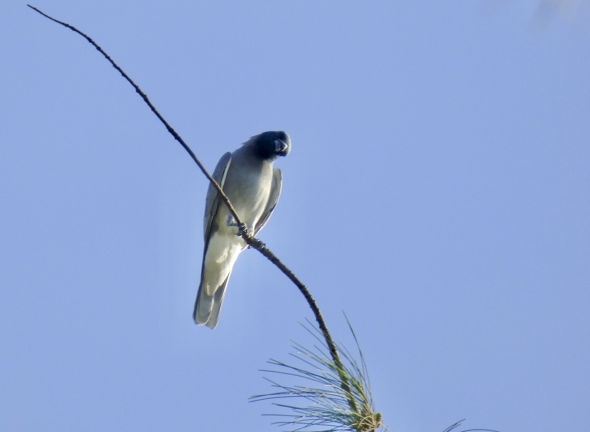 Black-faced Cuckooshrike - Rich Bayldon