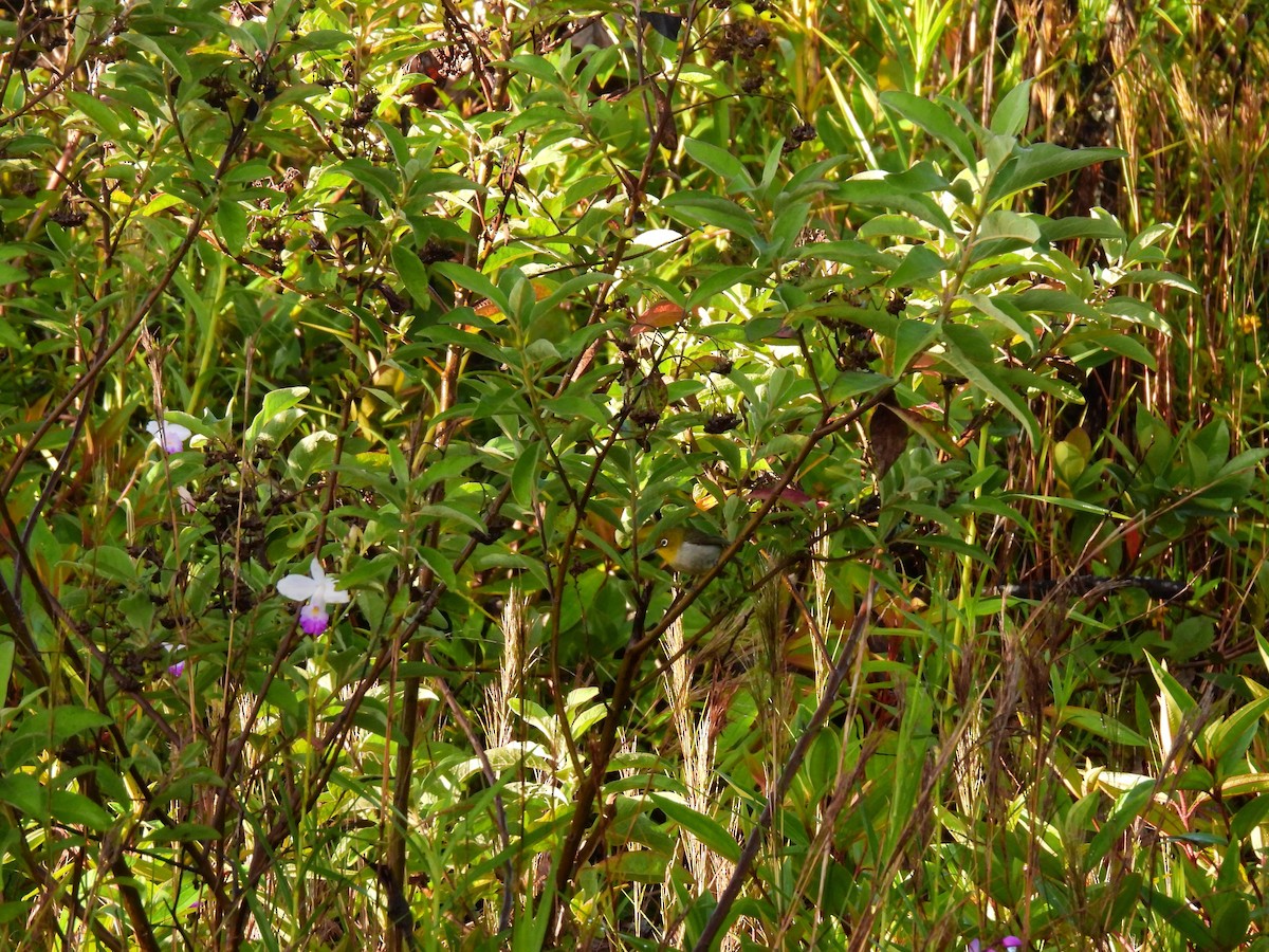 Warbling White-eye - ML620897747