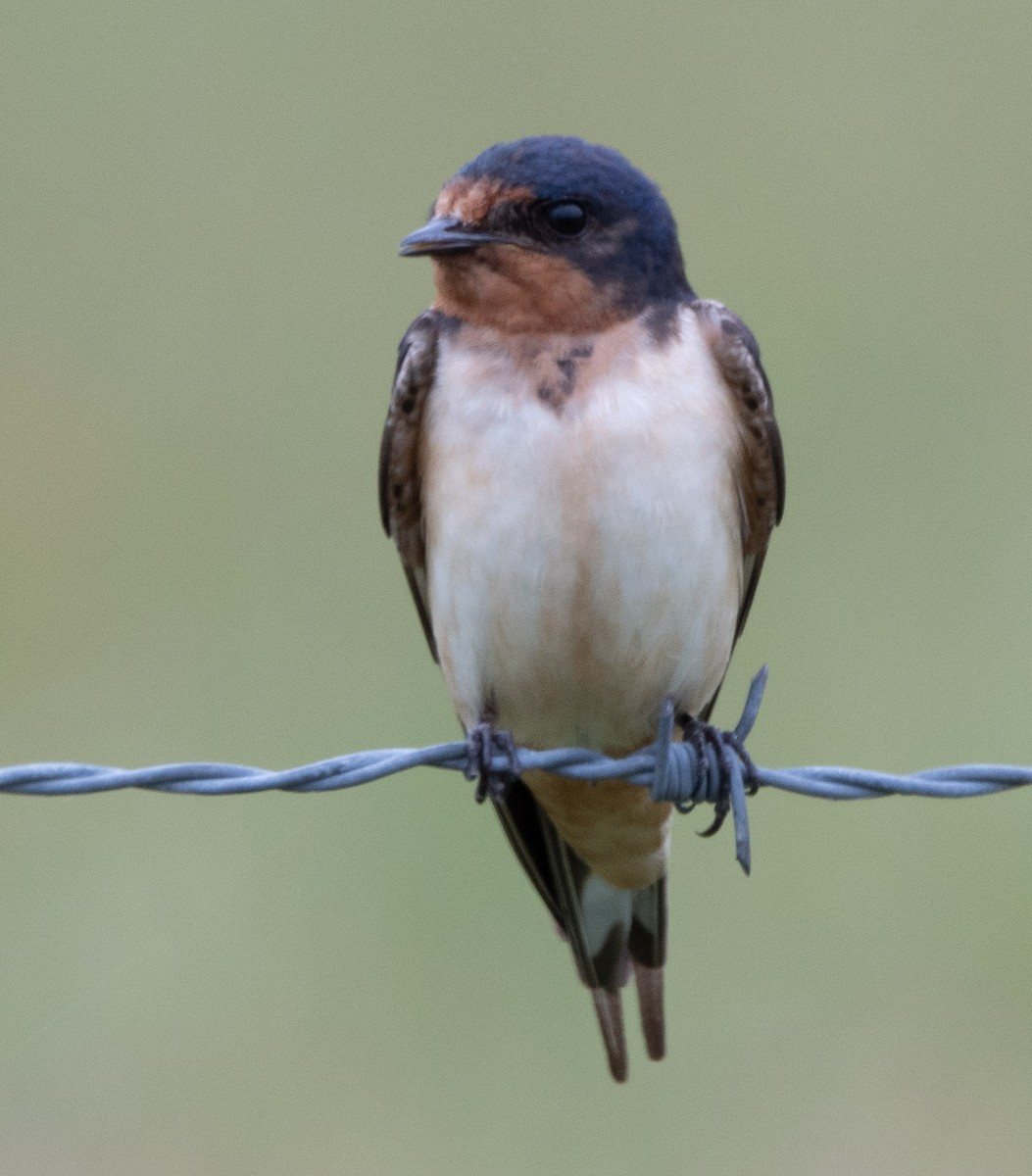 Barn Swallow - ML620897750