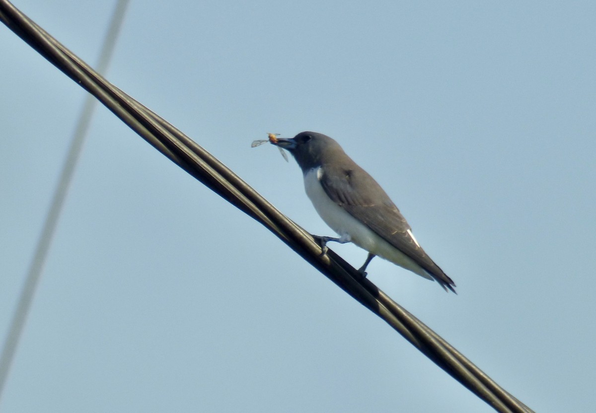 White-breasted Woodswallow - ML620897758