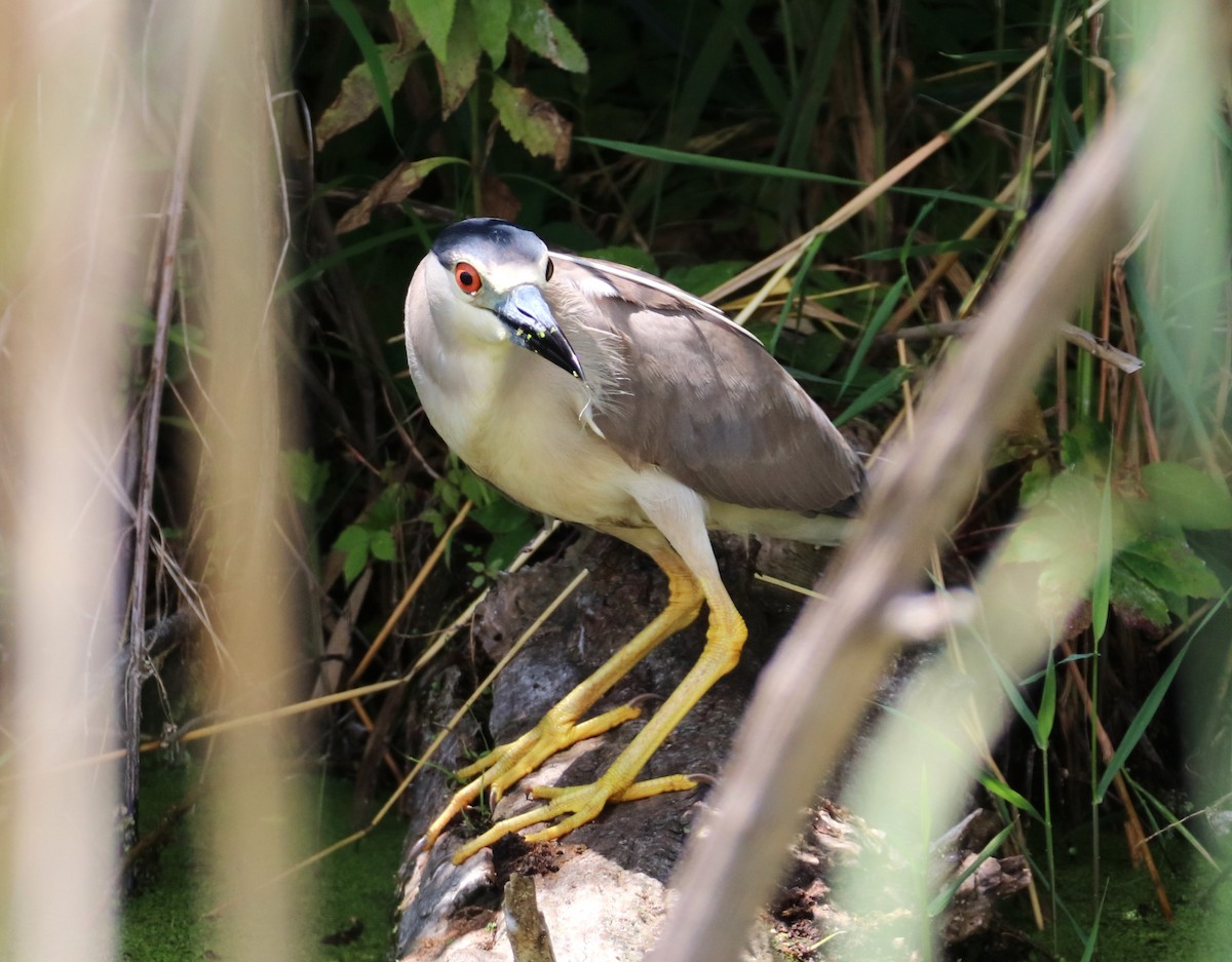 Black-crowned Night Heron - ML620897763