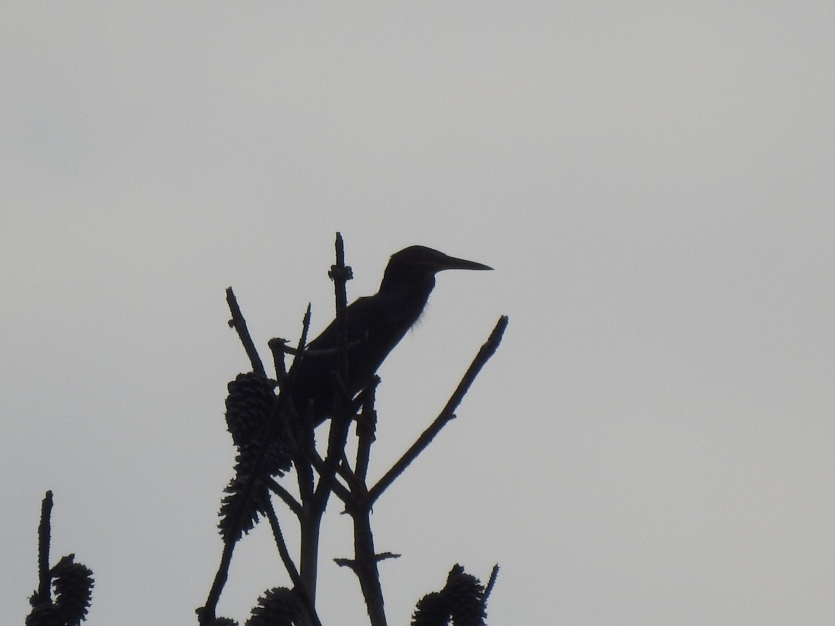 Green Heron - ML620897776