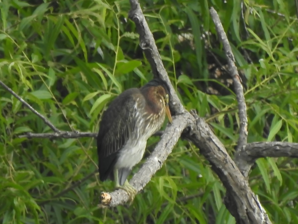 Green Heron - ML620897777