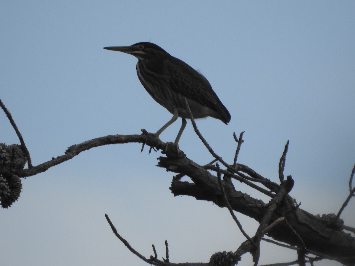 Green Heron - ML620897778