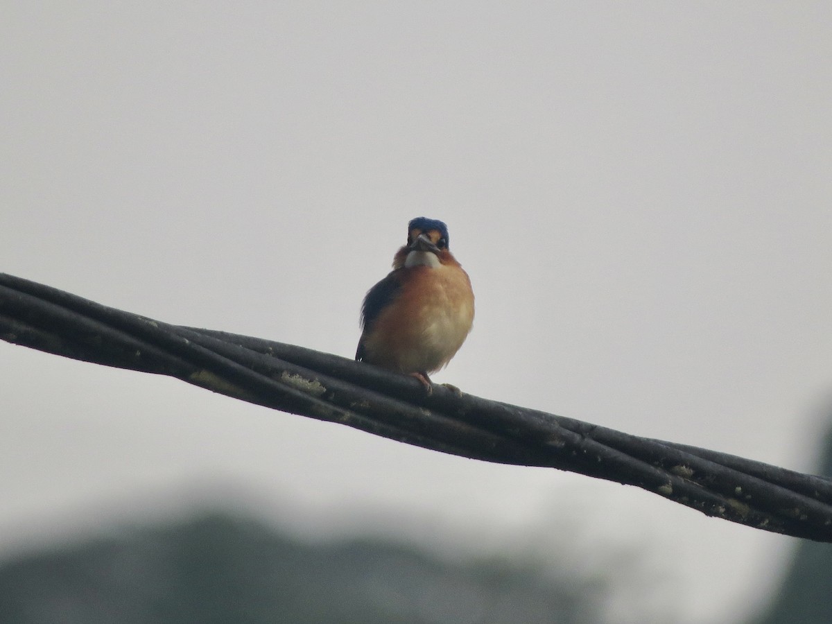 Malachite Kingfisher (Principe) - ML620897780