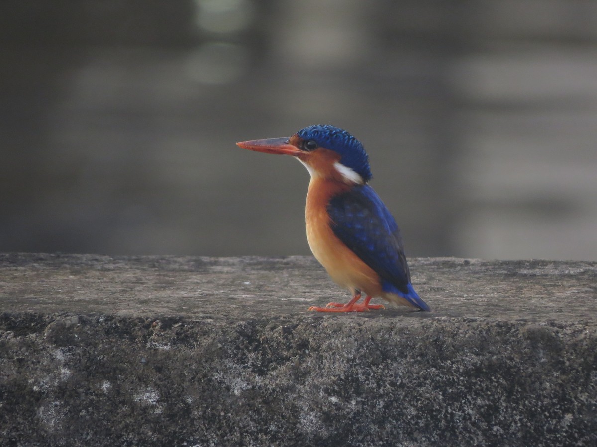 Malachite Kingfisher (Principe) - ML620897781