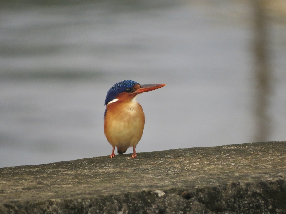 Malachite Kingfisher (Principe) - ML620897782