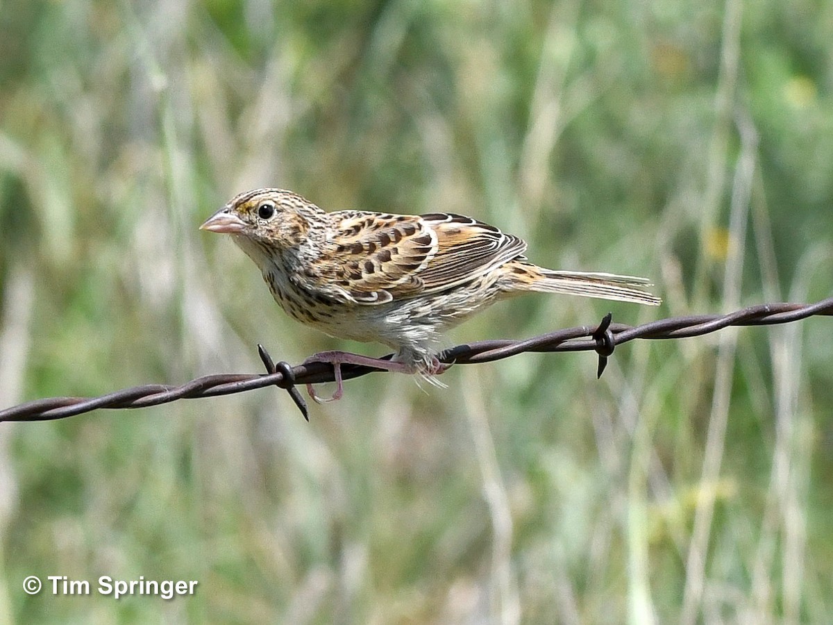 Grasshopper Sparrow - ML620897786