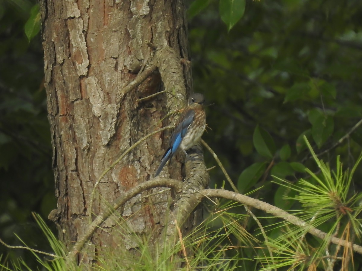 Eastern Bluebird - ML620897790