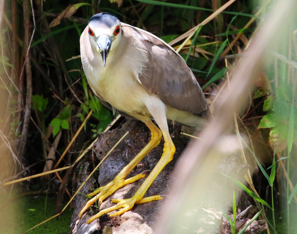 Black-crowned Night Heron - Joli Reising