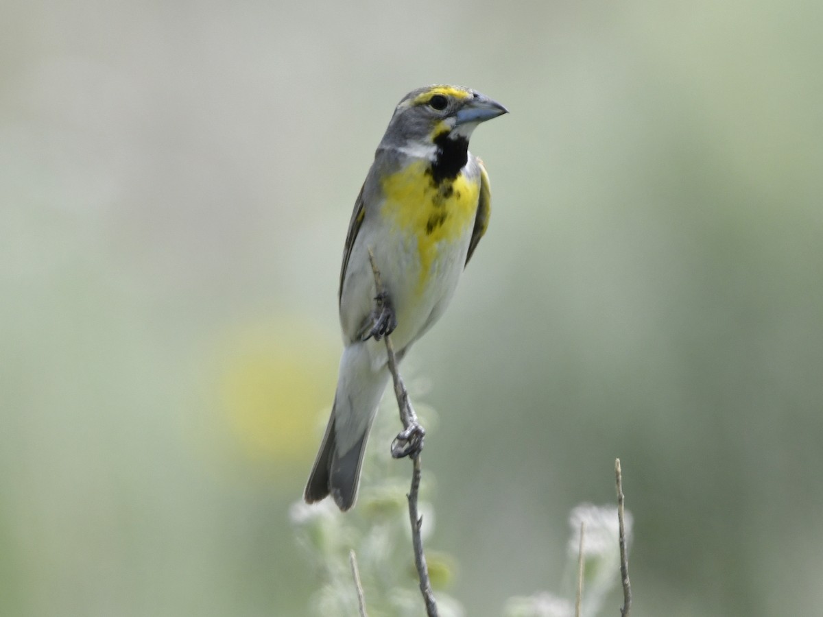 Dickcissel - ML620897805