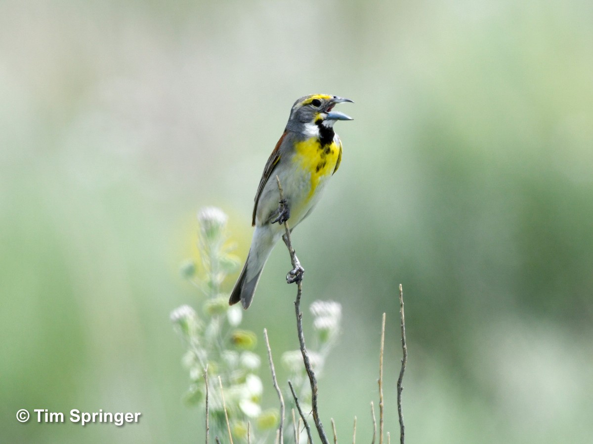 Dickcissel - ML620897806