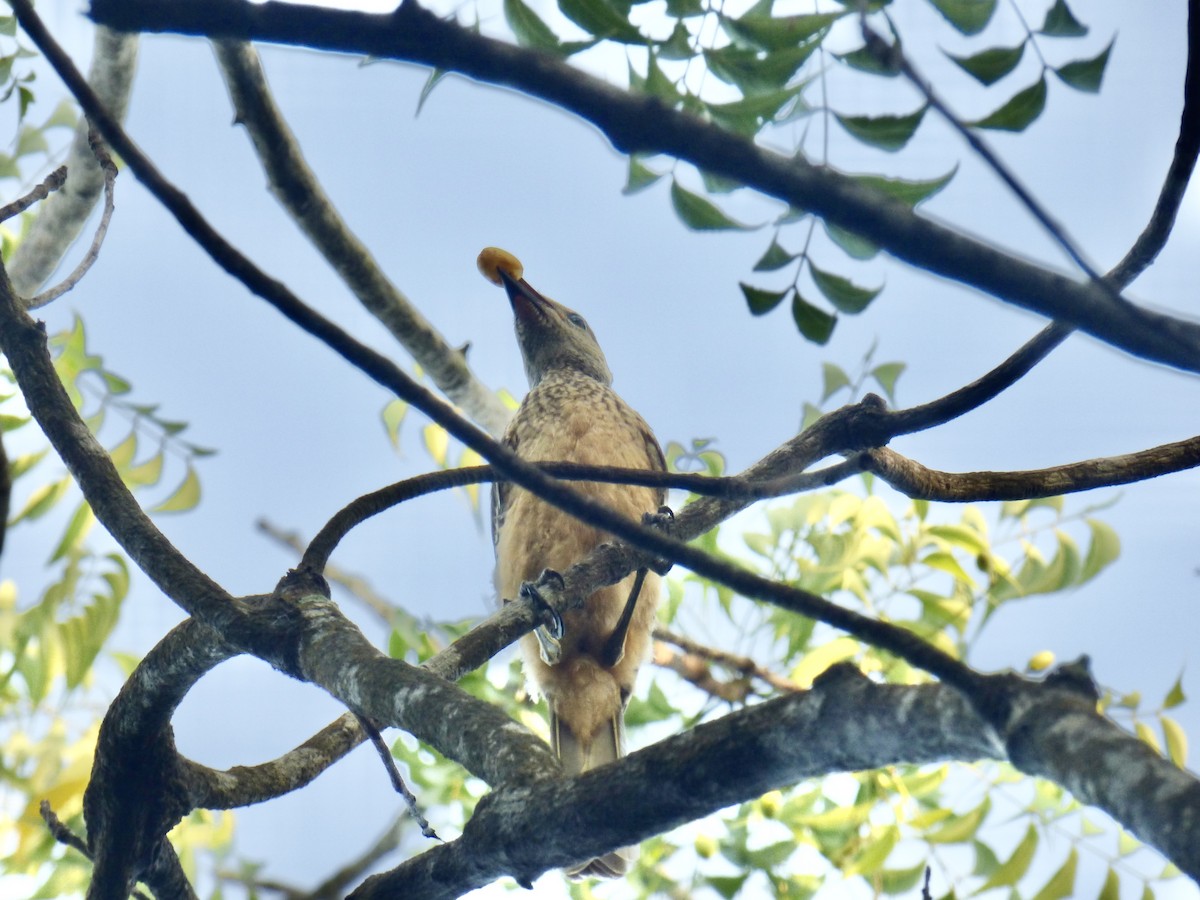 Fawn-breasted Bowerbird - ML620897813