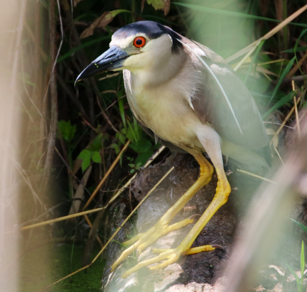 Black-crowned Night Heron - ML620897827