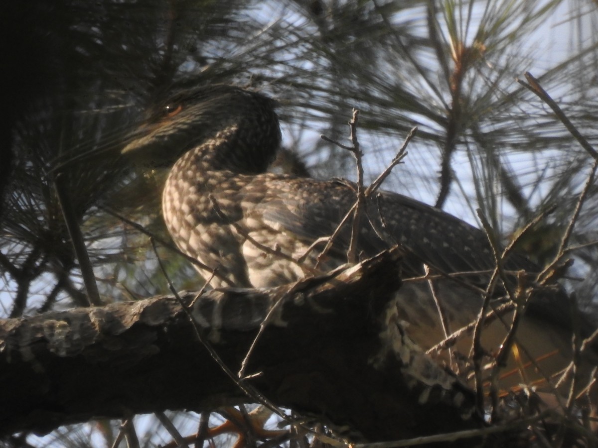 Yellow-crowned Night Heron - ML620897828