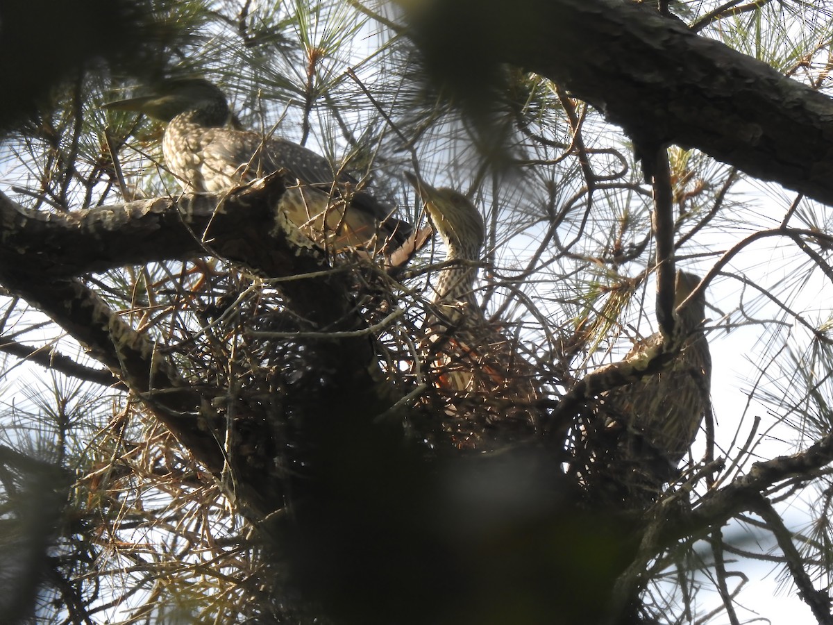 Yellow-crowned Night Heron - ML620897829