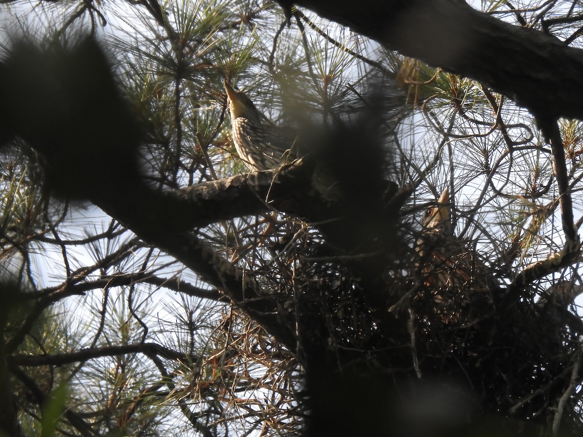 Yellow-crowned Night Heron - ML620897830