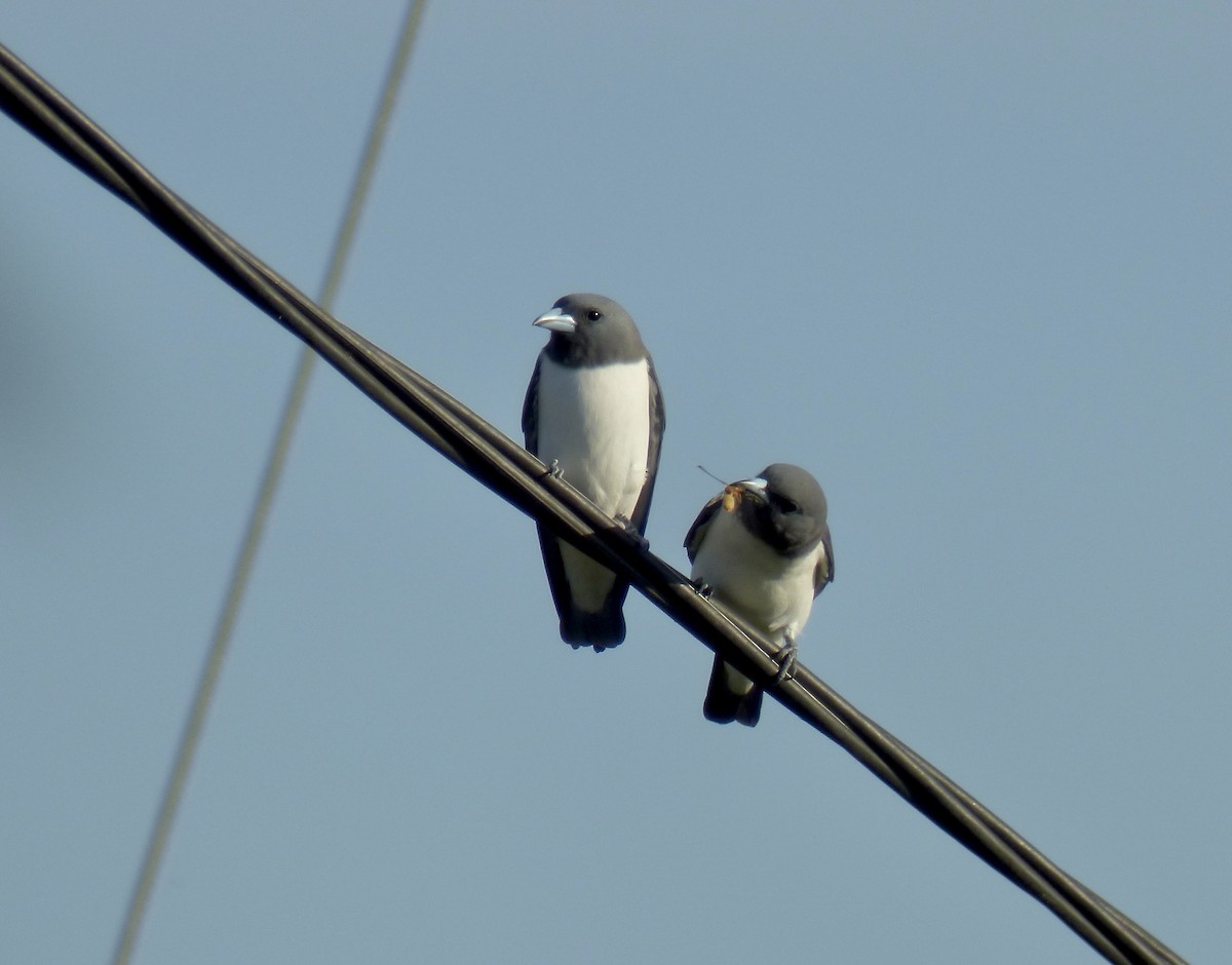 White-breasted Woodswallow - ML620897832