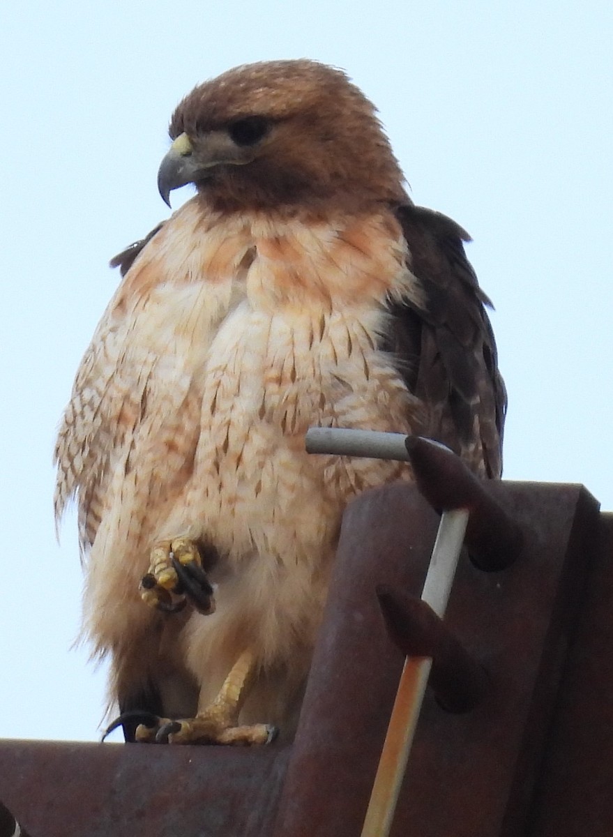 Red-tailed Hawk - ML620897835