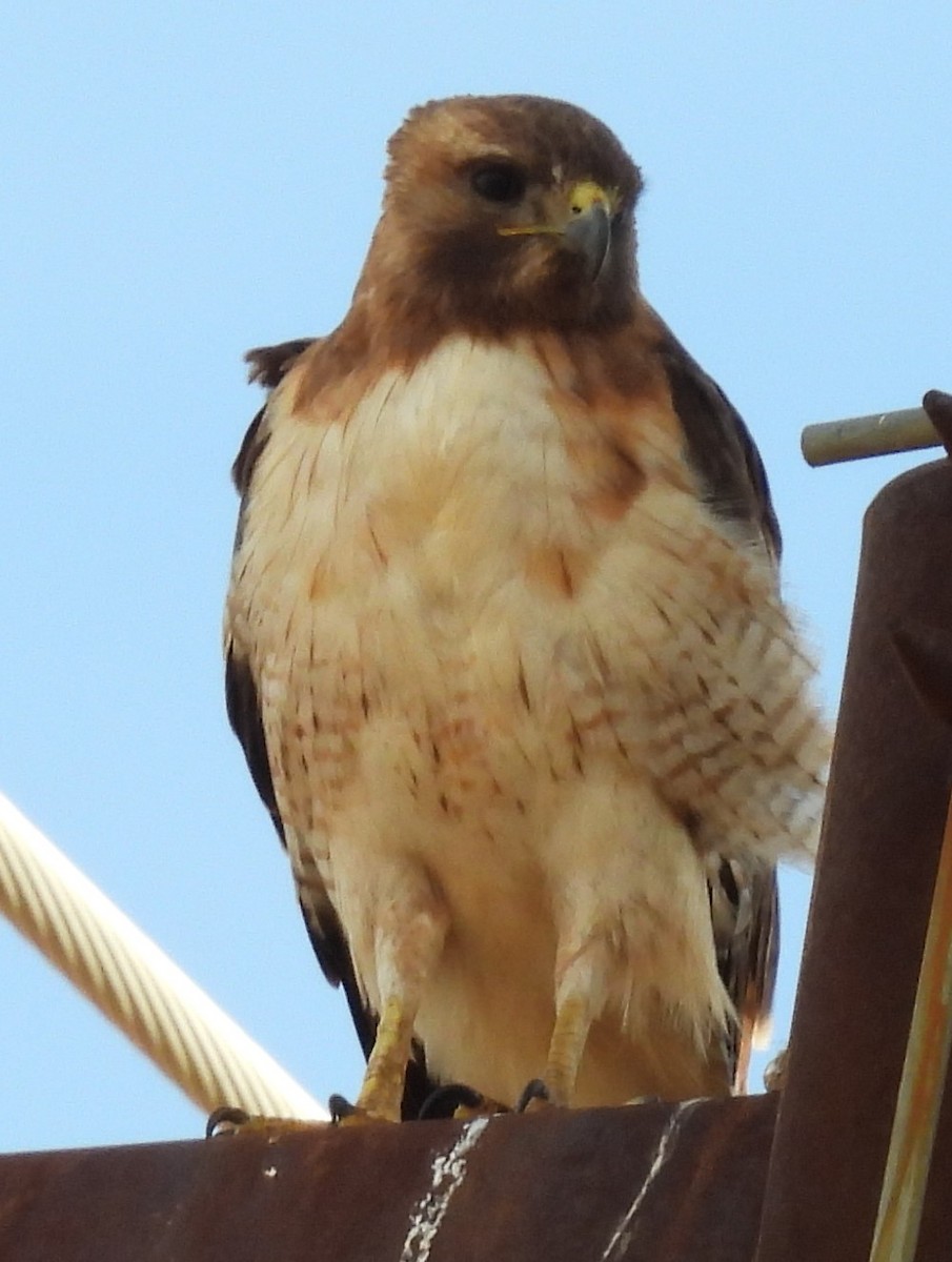 Red-tailed Hawk - ML620897836