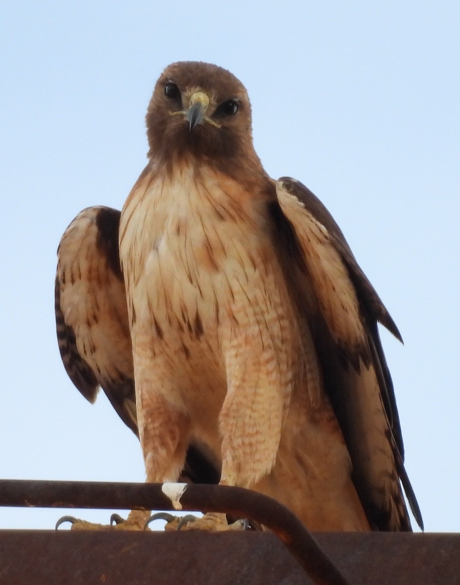 Red-tailed Hawk - ML620897837
