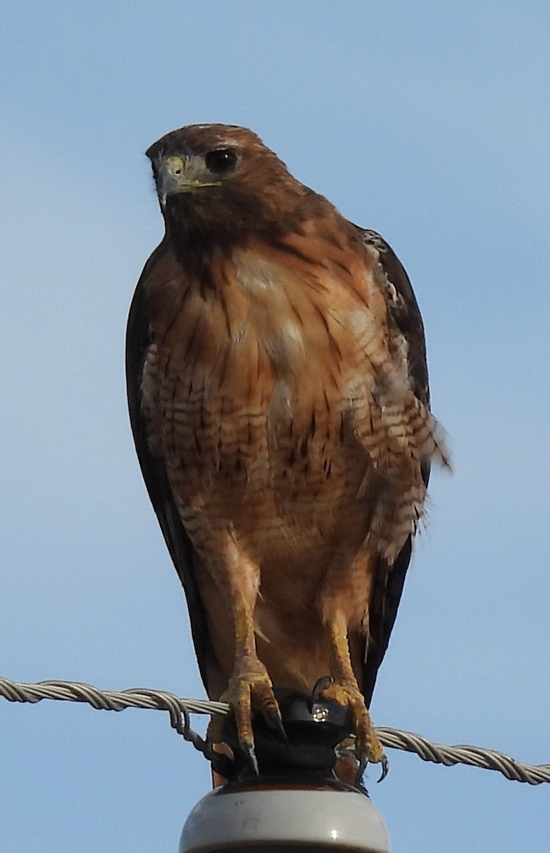 Red-tailed Hawk - ML620897838