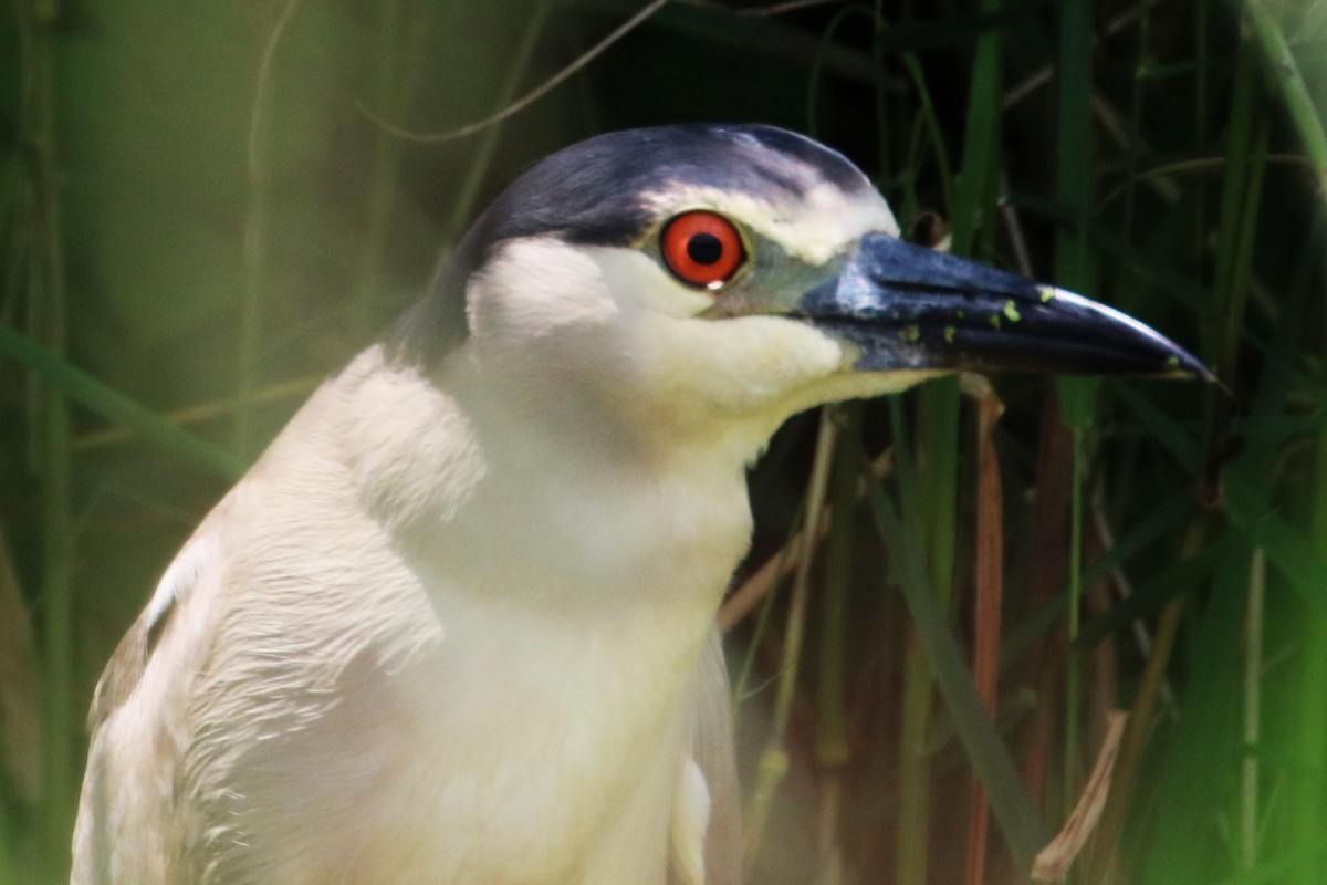 Black-crowned Night Heron - ML620897839