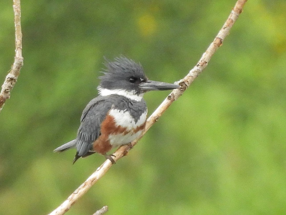 Belted Kingfisher - ML620897848
