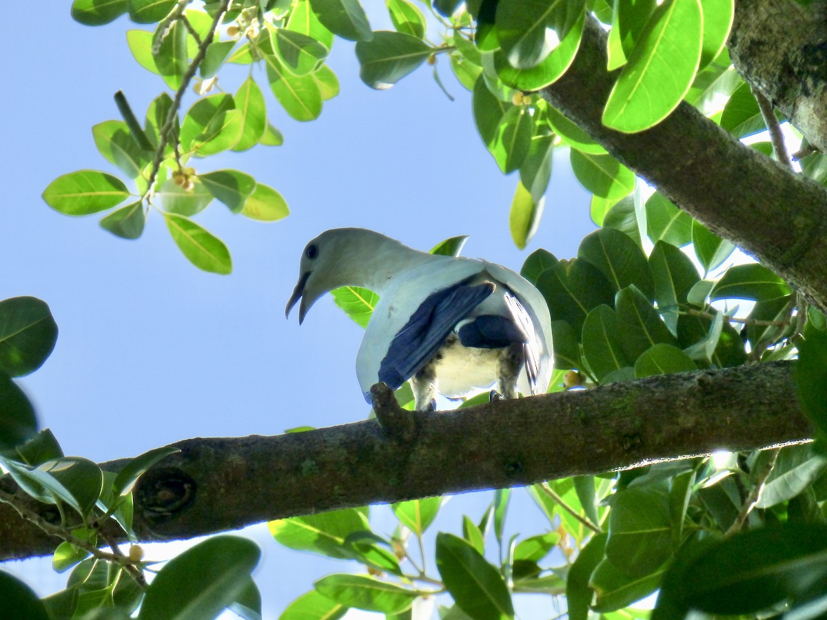 Пегий плодовый голубь - ML620897851