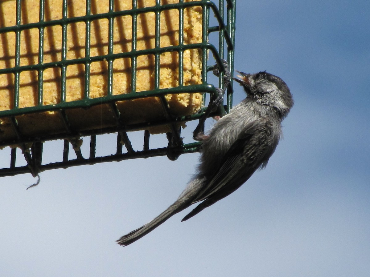 Mountain Chickadee - ML620897855