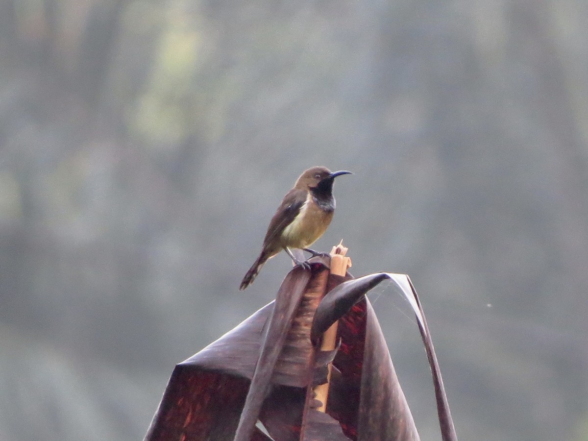 Principe Sunbird - ML620897858