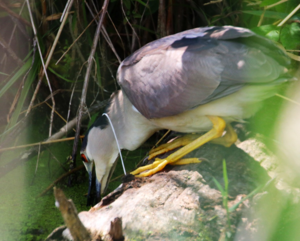 Black-crowned Night Heron - ML620897862