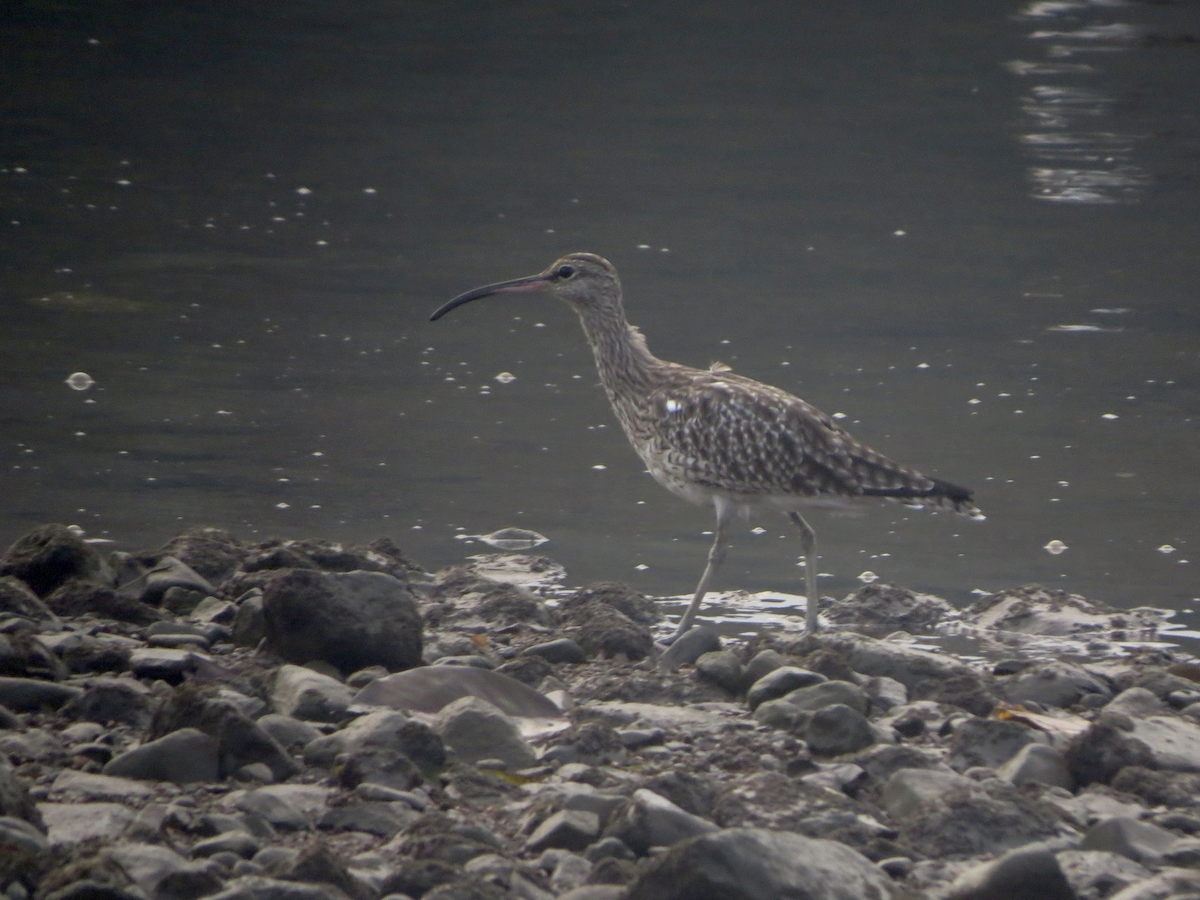 Eurasian Whimbrel (European) - ML620897865