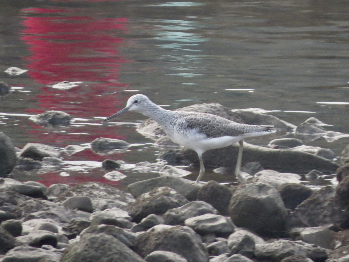 Common Greenshank - ML620897867