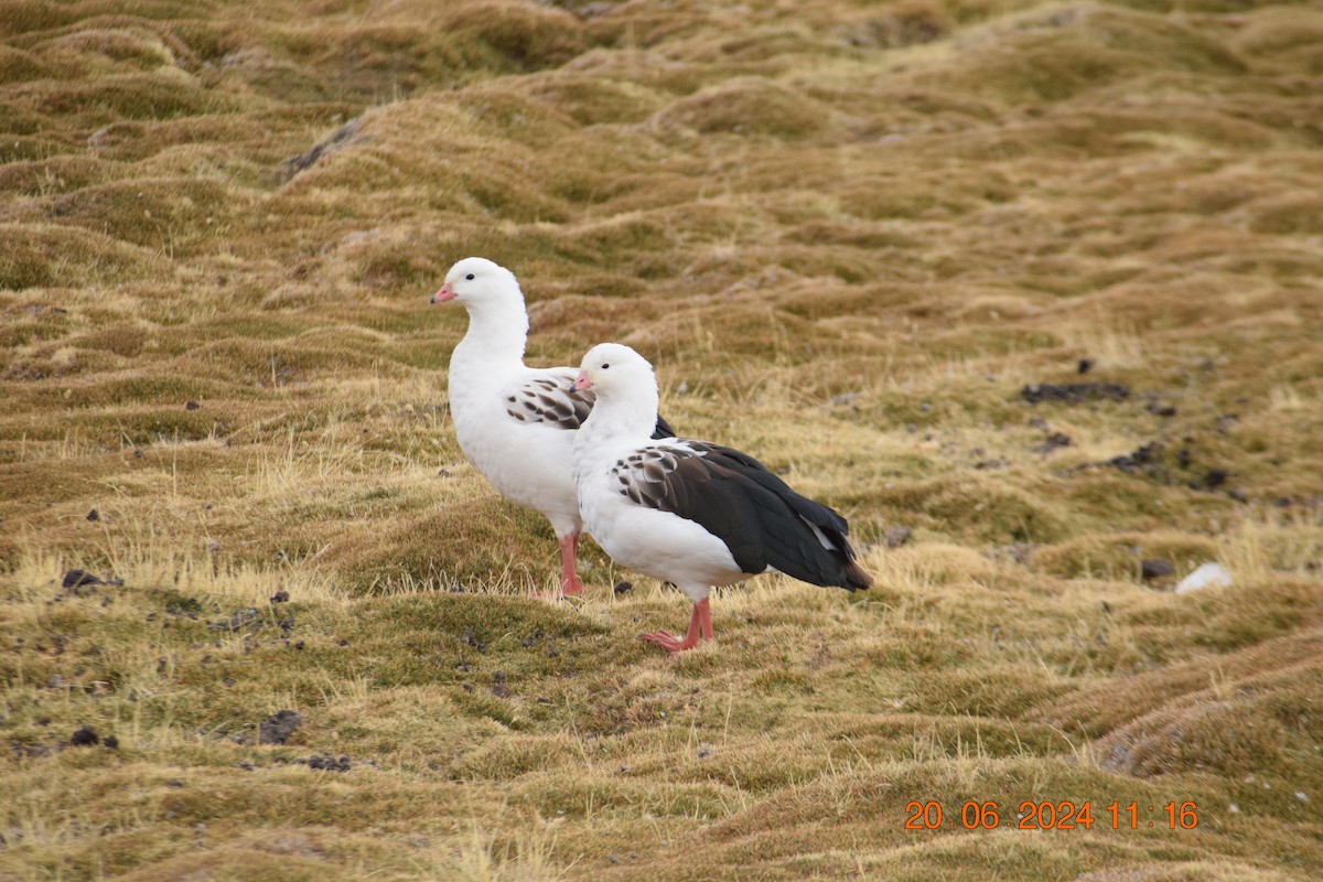 Andean Goose - ML620897877