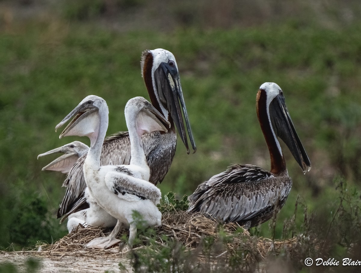 Brown Pelican - Debbie Blair