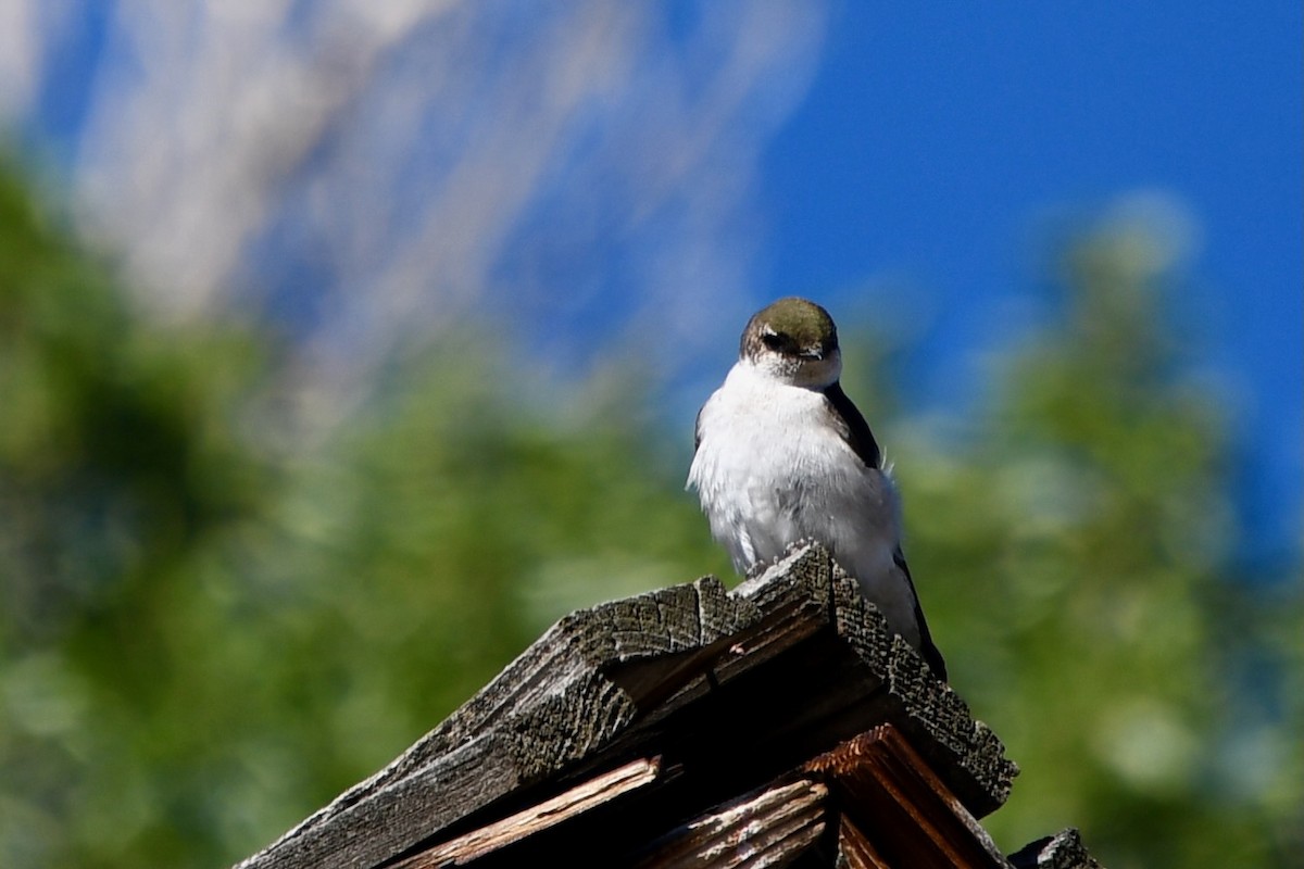 Violet-green Swallow - ML620897936