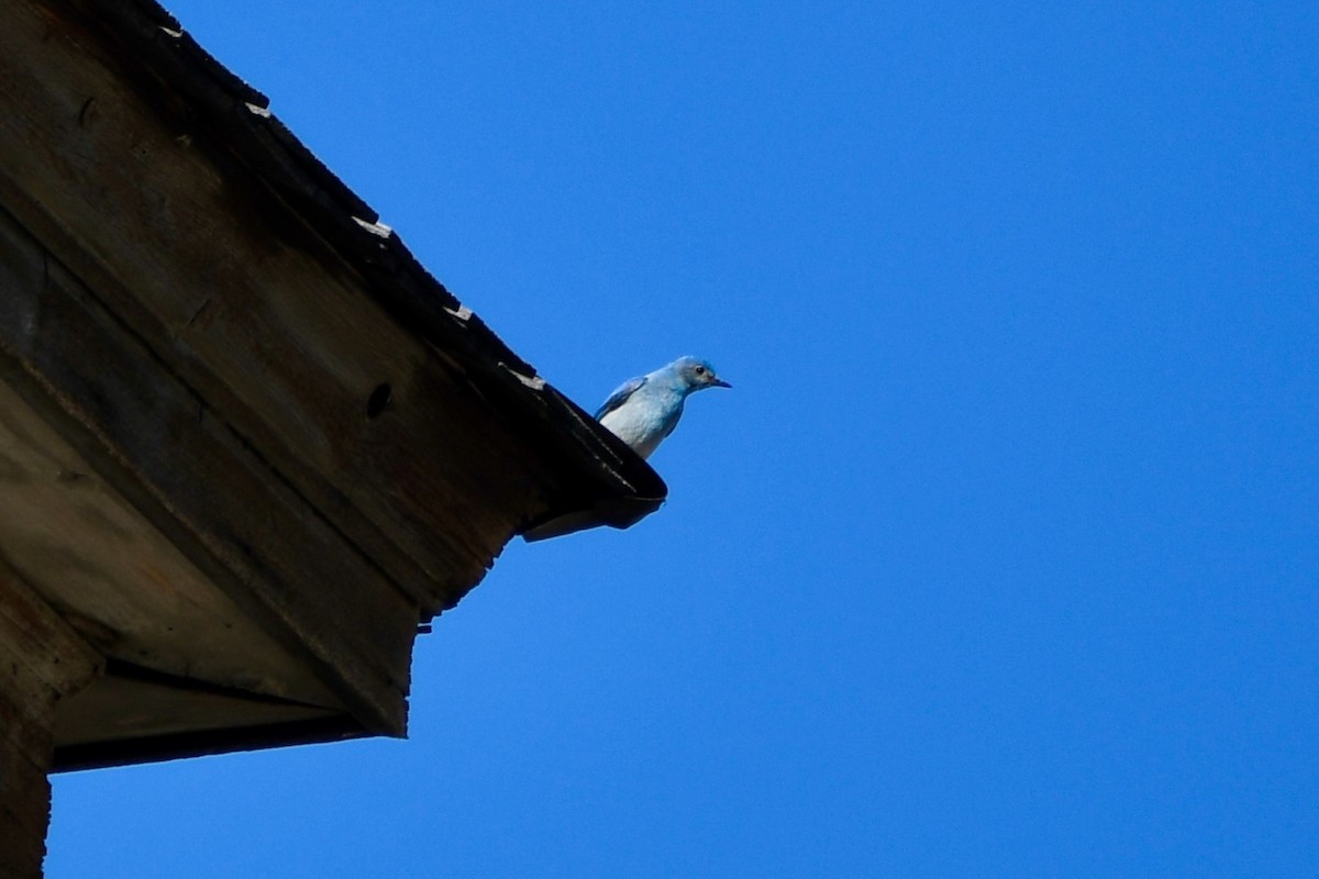 Mountain Bluebird - ML620897938